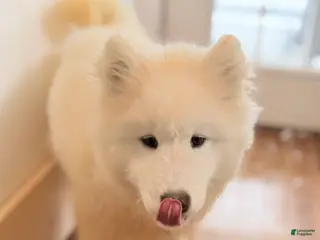 Samoyed dogs Chica - Ad 20