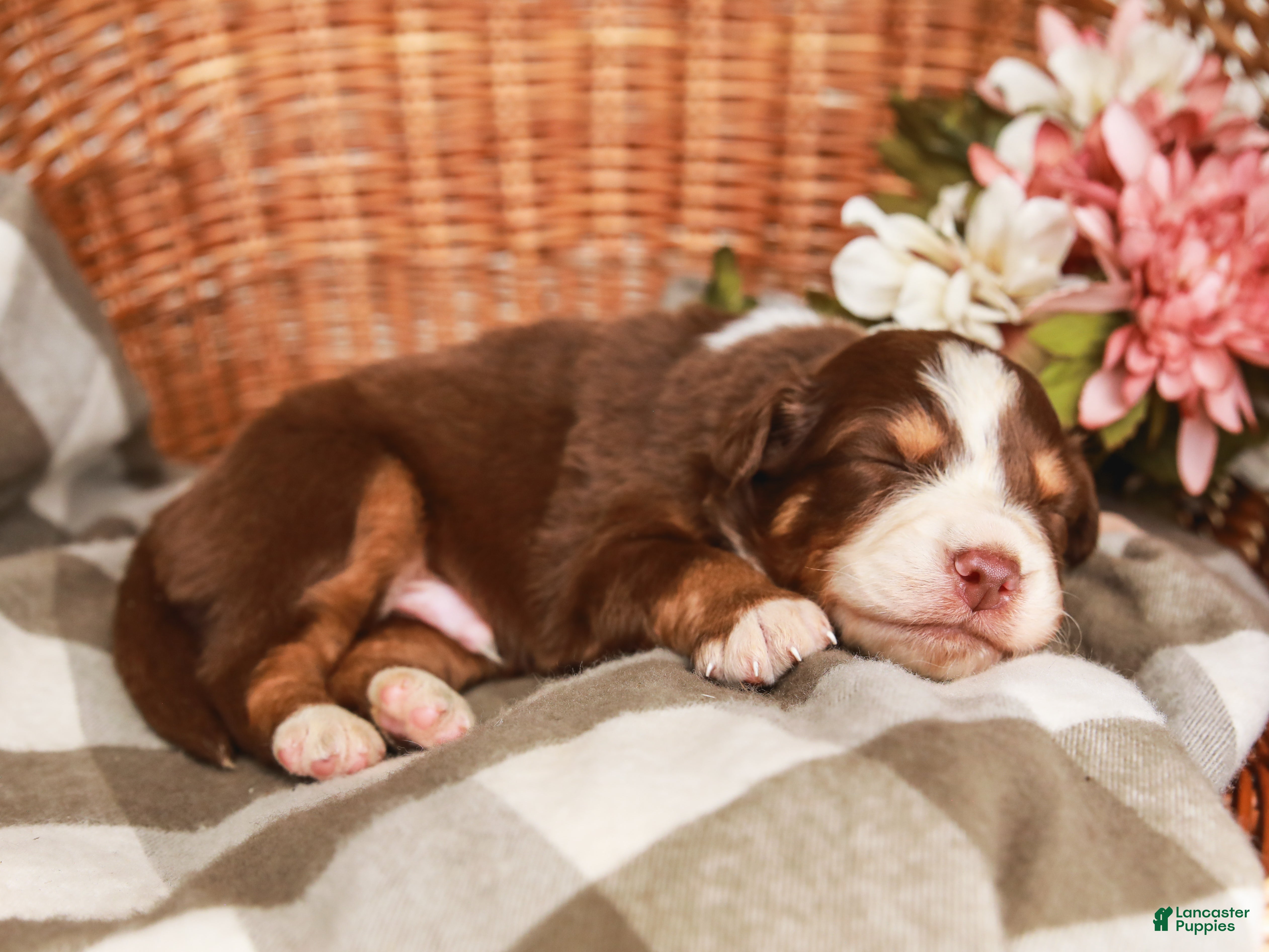 Australian Shepherd dogs Drew - Ad 2