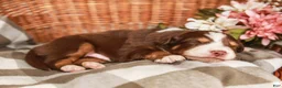Australian Shepherd dogs for sale: Drew - Ad 2