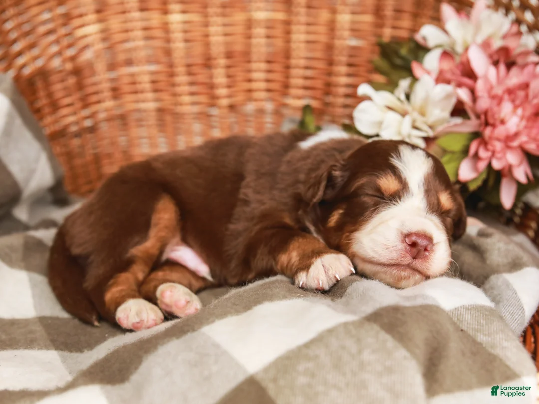 Australian Shepherd dogs for sale: Drew - Ad 2