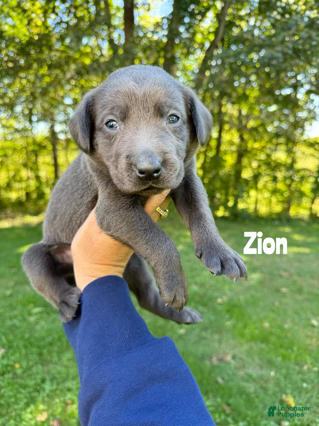 Labrador Retriever dogs for sale: Zion - Charcoal Male - Ad 2