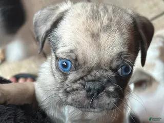 Pug dogs Felix - Ad 29