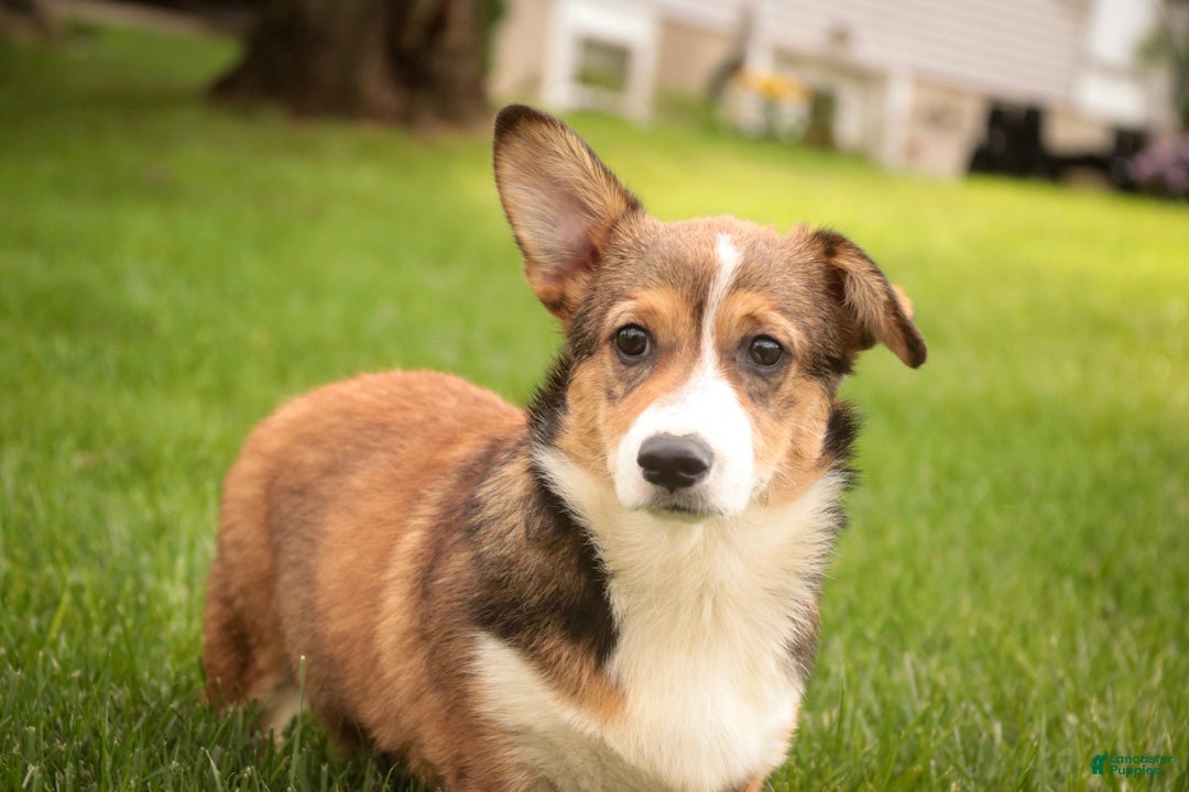 Welsh Corgi Pembroke dogs Apple Jacks Welsh Corgi Pembroke  - Ad 2