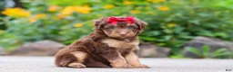 Mini Aussiedoodle dogs for sale: Callie - Ad 3