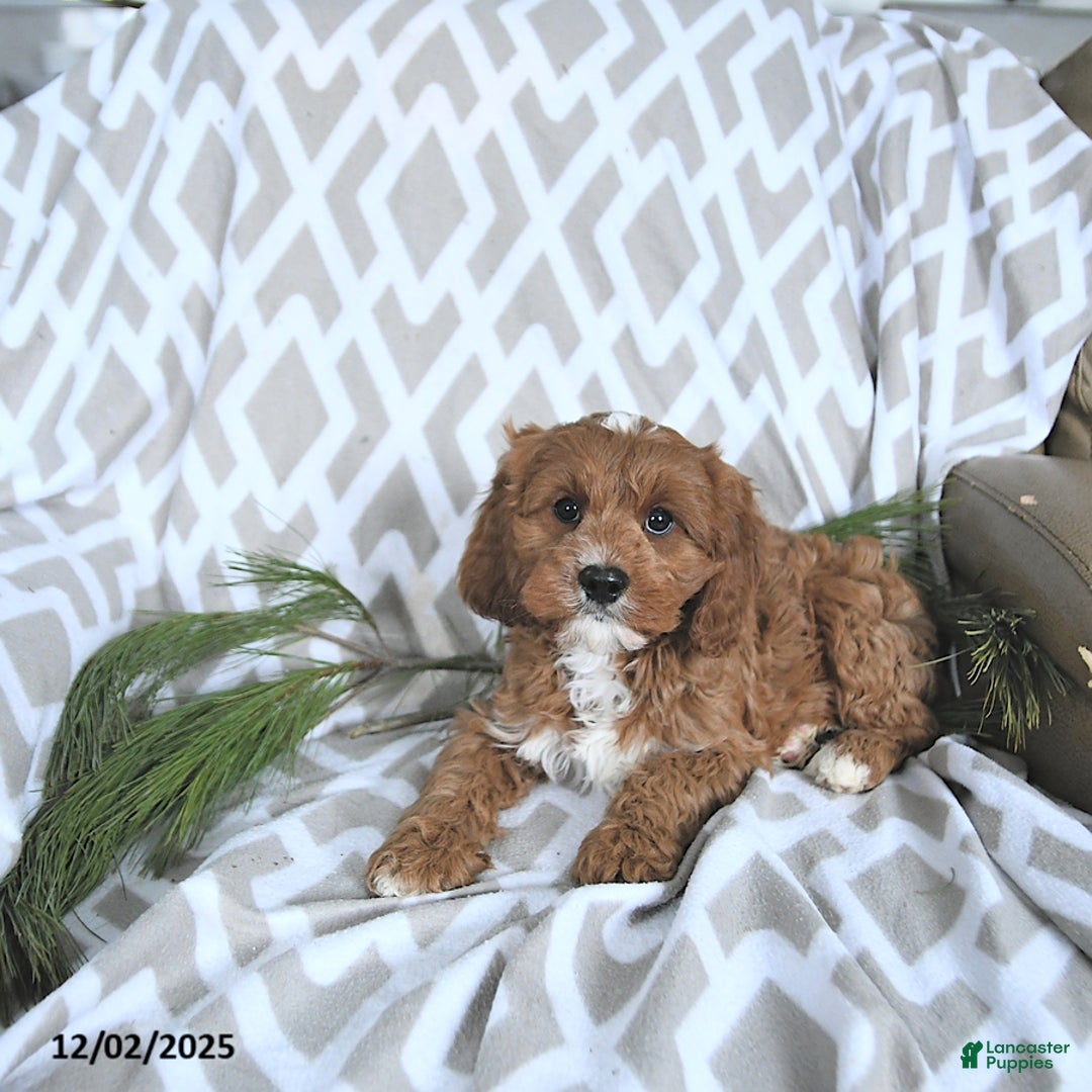 Cavapoo dogs for sale: Rudolph - Ad 2