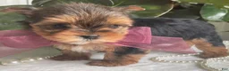 Biewer Terrier dogs for sale: Inka - Ad 9