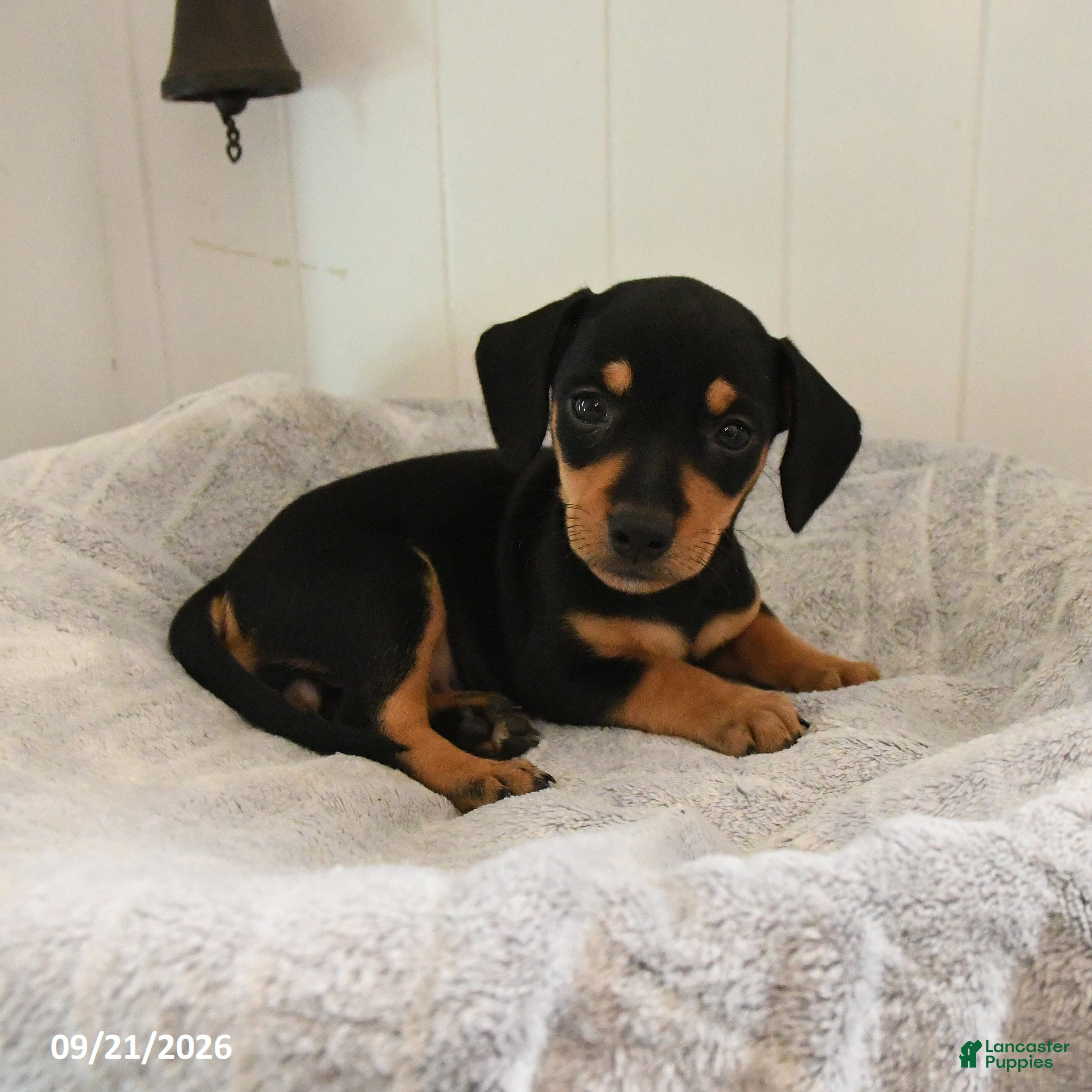 Mixed Breed dogs for sale: Smartie - Ad 2