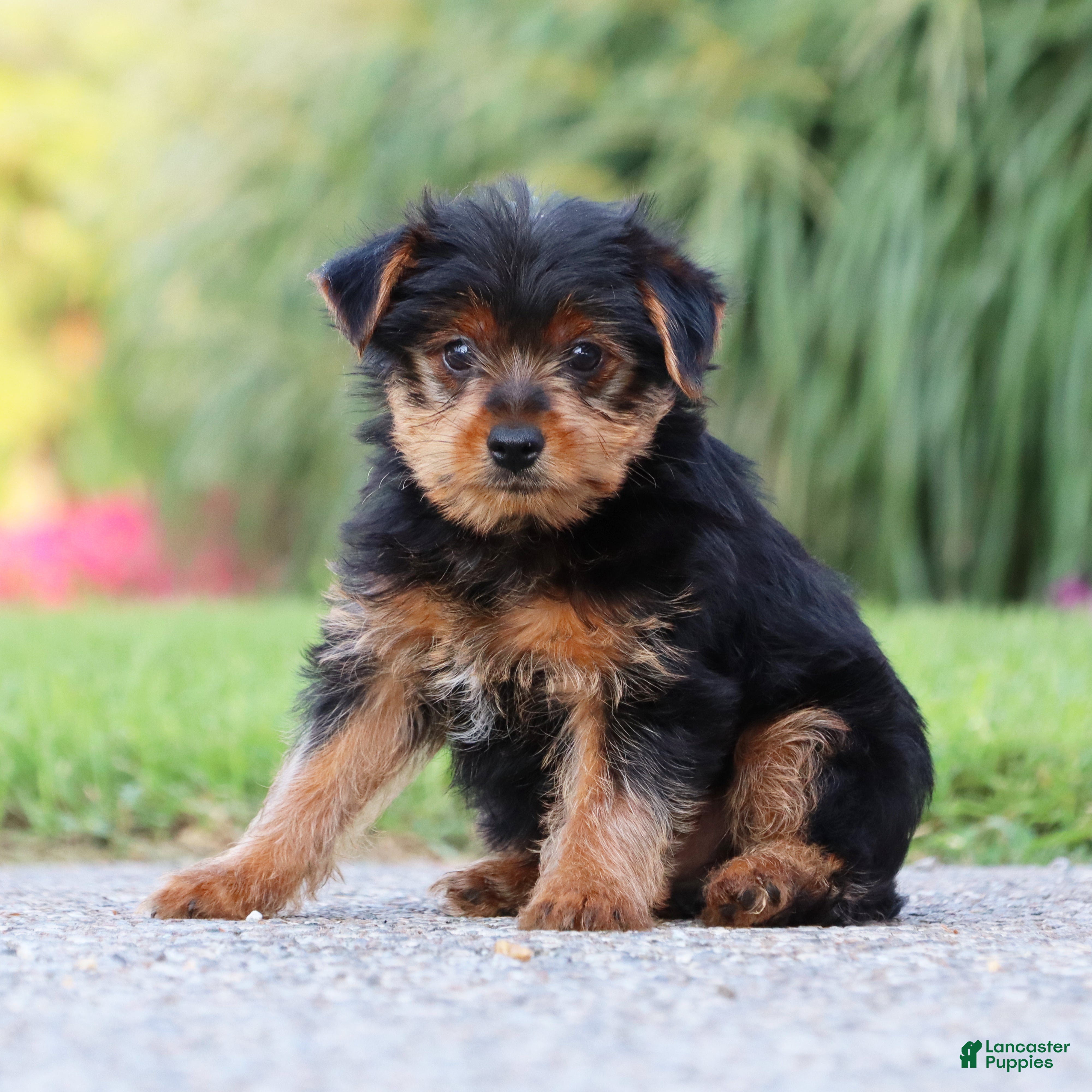 Yorkshire Terrier dogs Pepsi - Ad 2