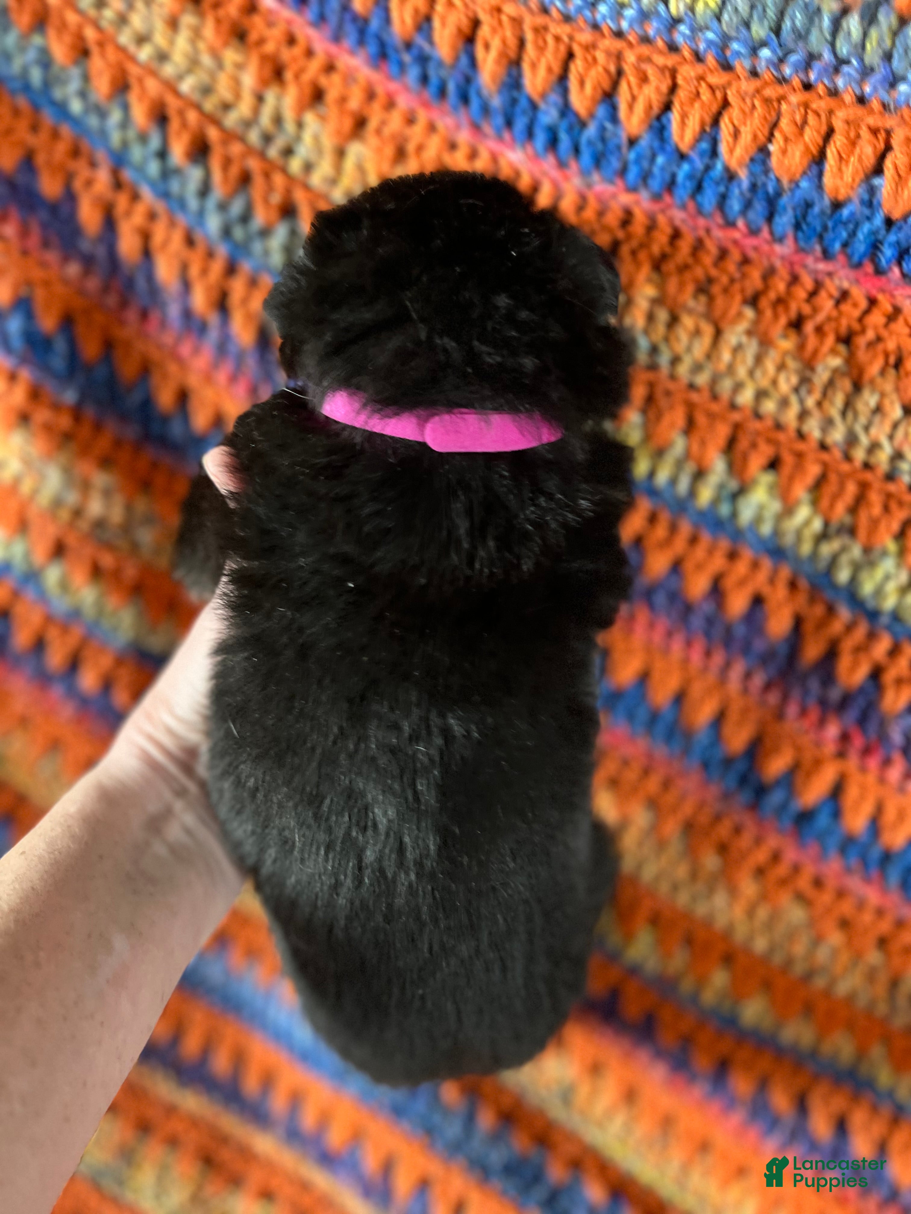 German Shepherd dogs German Shepherd Puppy 3 - Ad 1