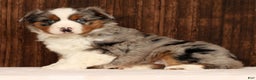 Miniature Australian Shepherd dogs for sale: Smokey - Ad 1