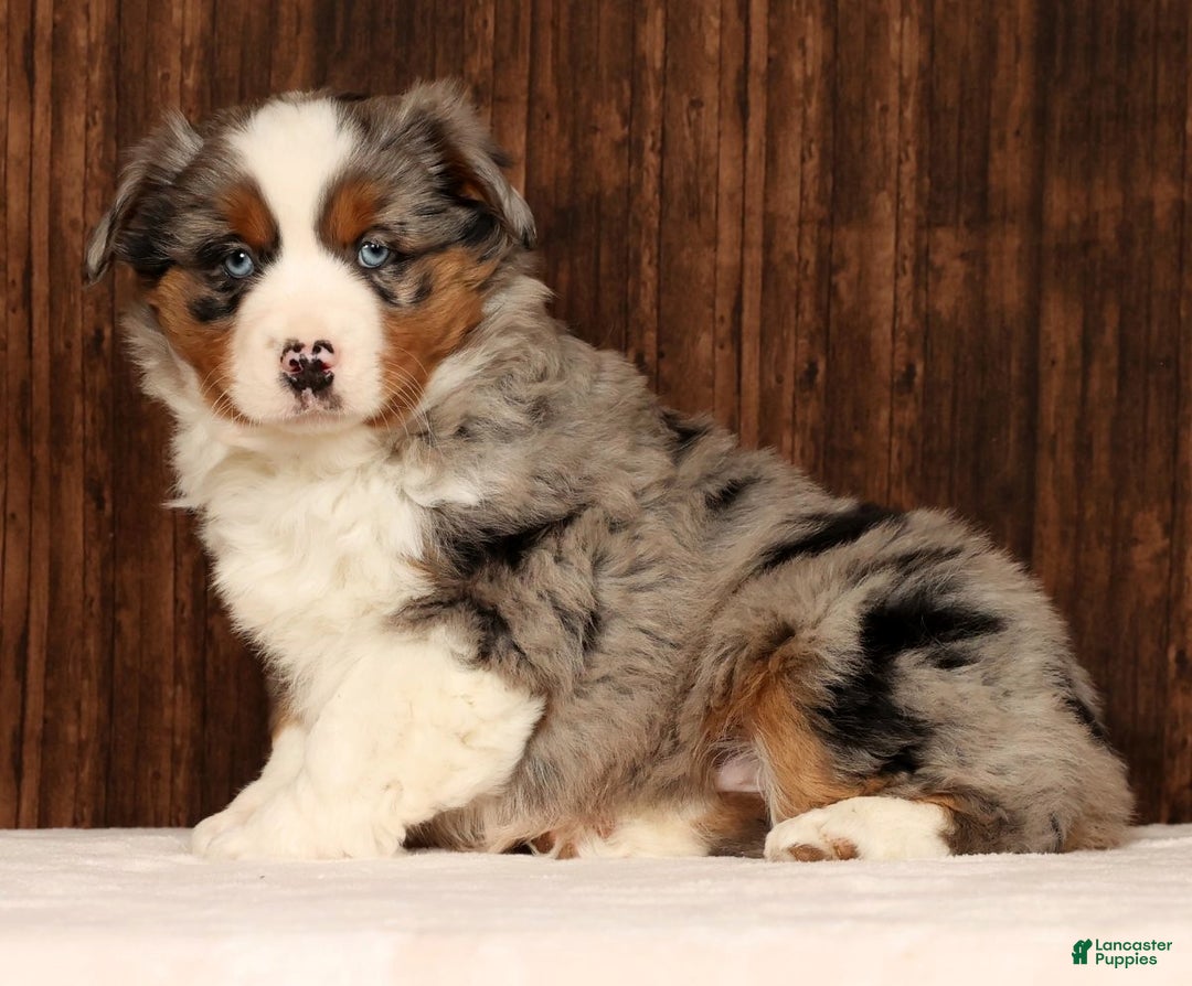 Miniature Australian Shepherd dogs for sale: Smokey - Ad 1
