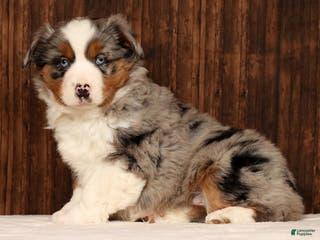 Miniature Australian Shepherd dogs Smokey - Ad 41
