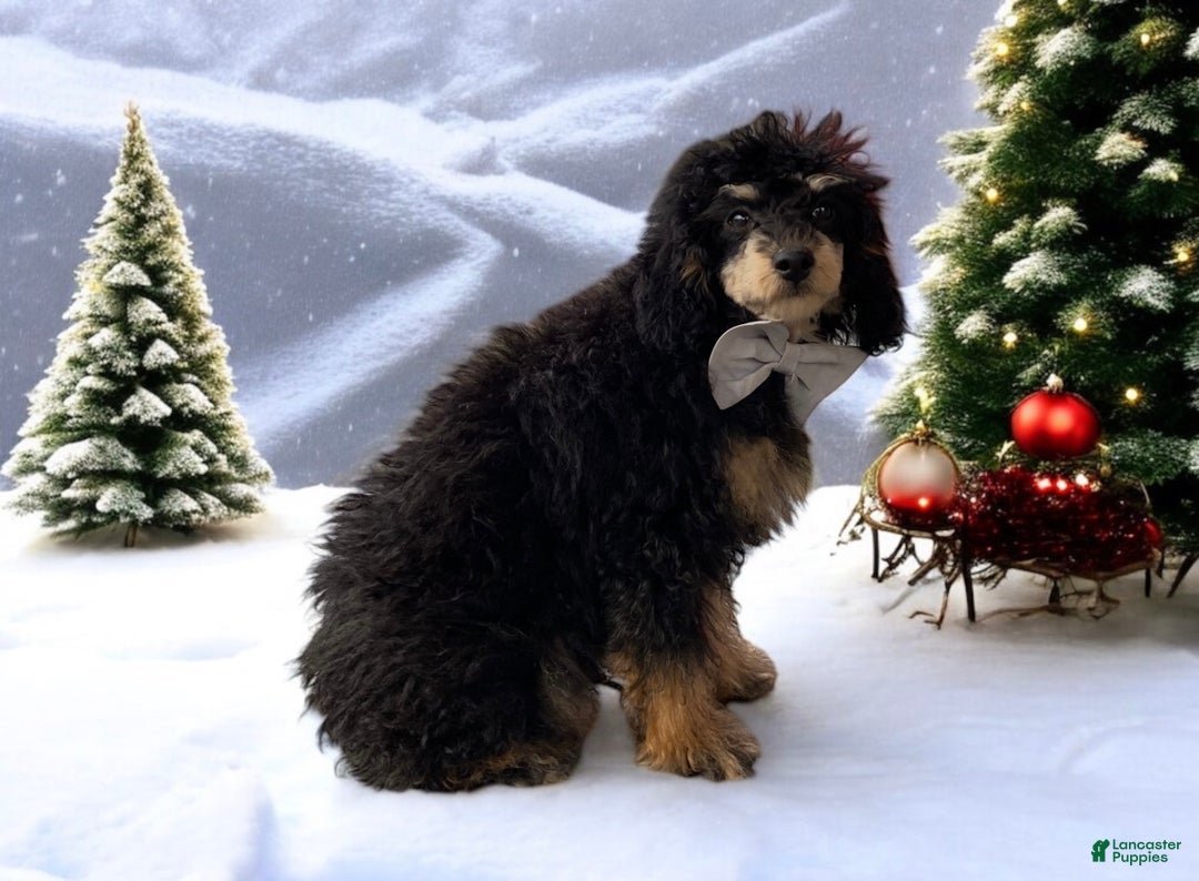 Toy Poodle dogs for sale: Cashmere - Ad 6