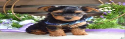 Yorkshire Terrier dogs for sale: Finn - Ad 6