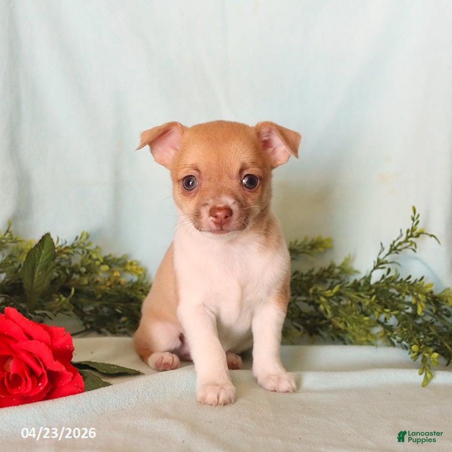 Chihuahua dogs Helen - Ad 1