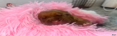 Dogue De Bordeaux Puppy 4