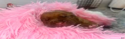 Dogue De Bordeaux dogs for sale: Dogue De Bordeaux Puppy 4 - Ad 1