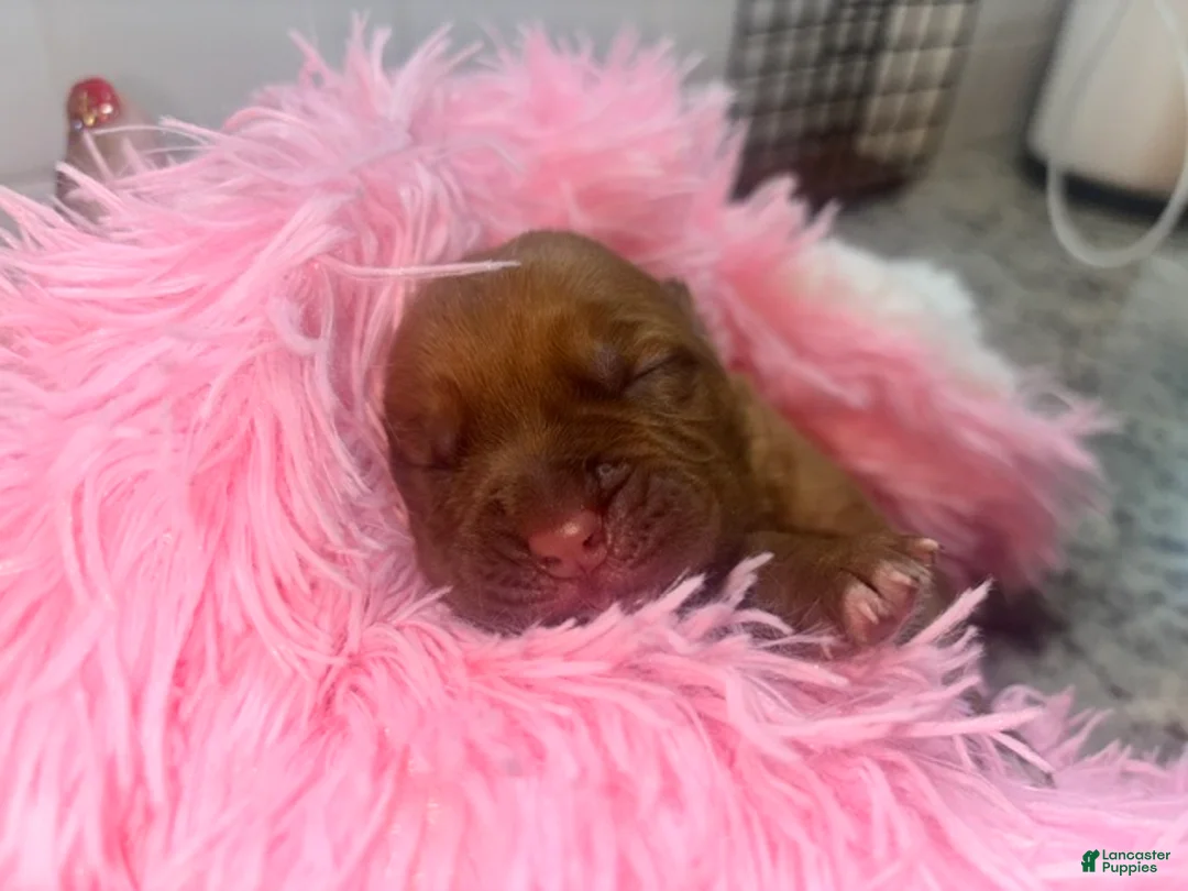 Dogue De Bordeaux dogs for sale: Dogue De Bordeaux Puppy 4 - Ad 1
