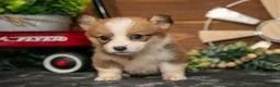 Welsh Corgi Pembroke dogs for sale: BonBon - Ad 2