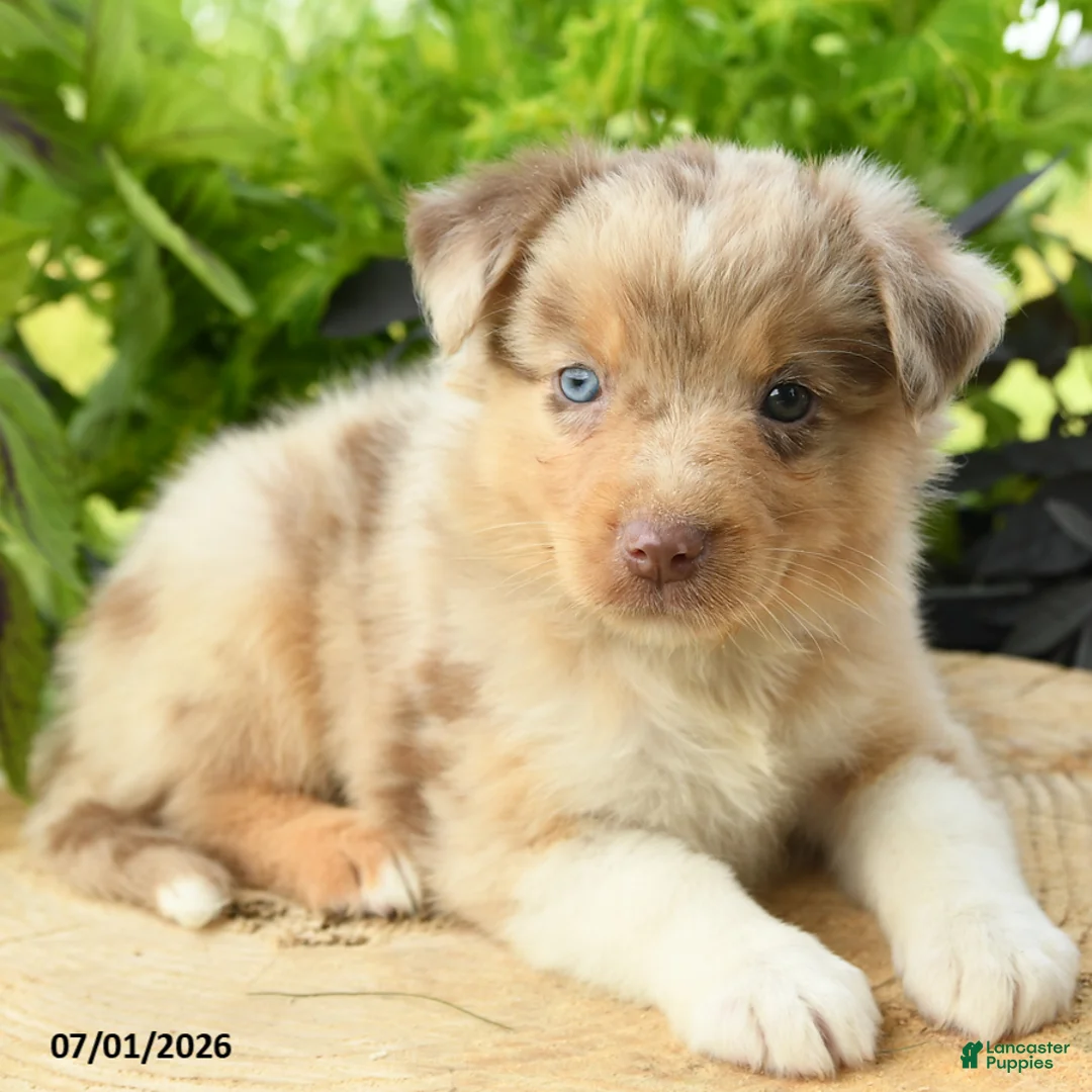 Australian Shepherd dogs for sale: Pearl - Ad 1