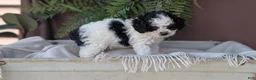 Cockapoo dogs for sale: Hazel - Ad 5