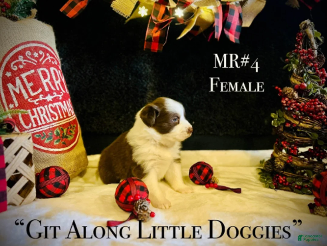 Australian Shepherd dogs for sale: MR#4 - Ad 2