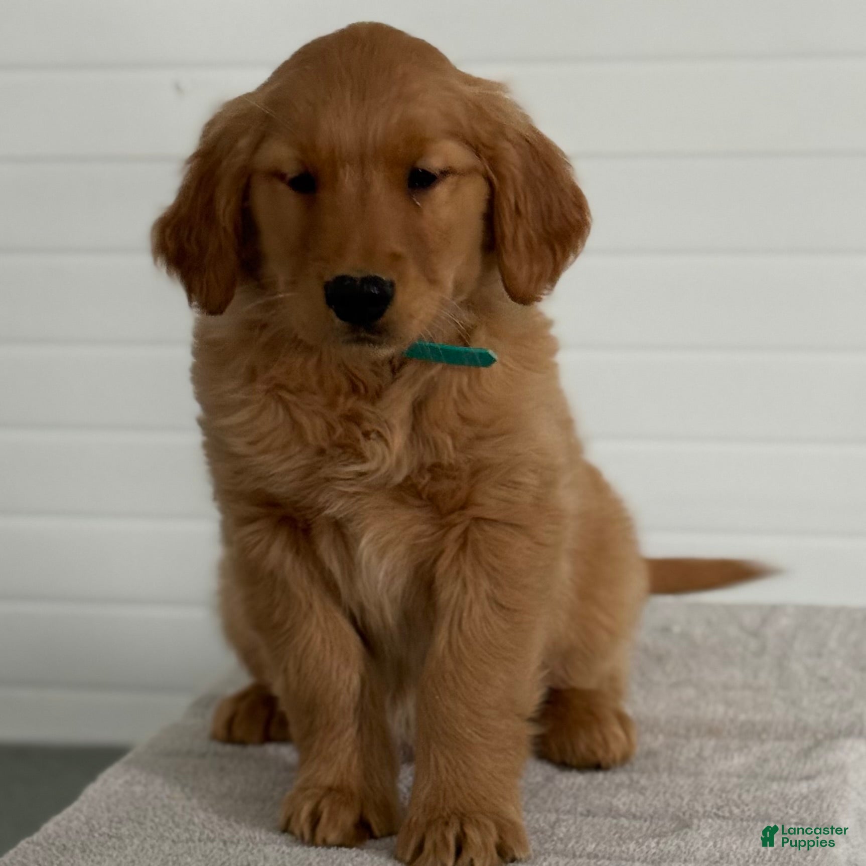 Golden Retriever dogs Konner - Ad 2