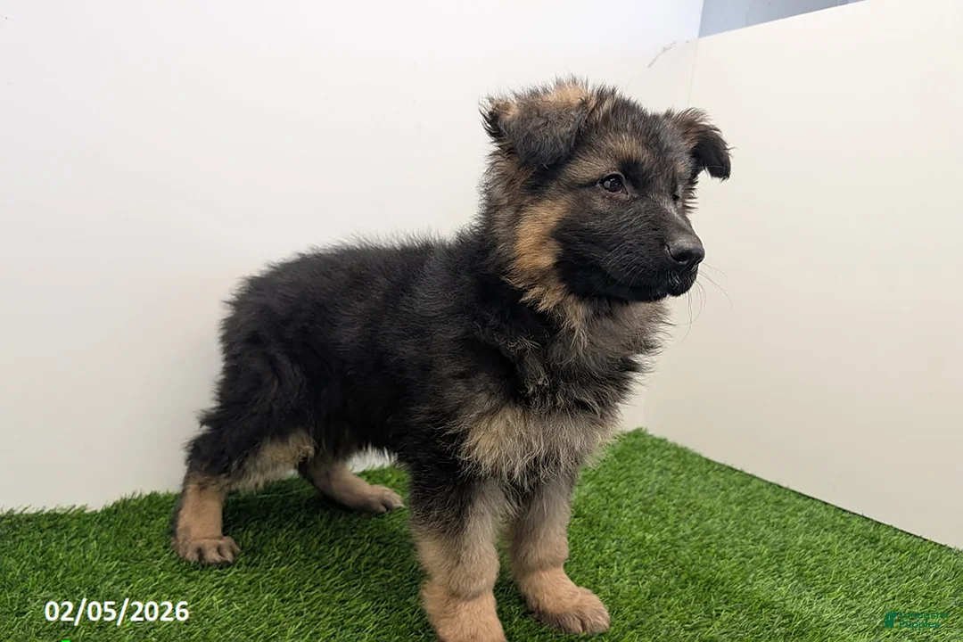 German Shepherd dogs for sale: Cherry - Ad 4