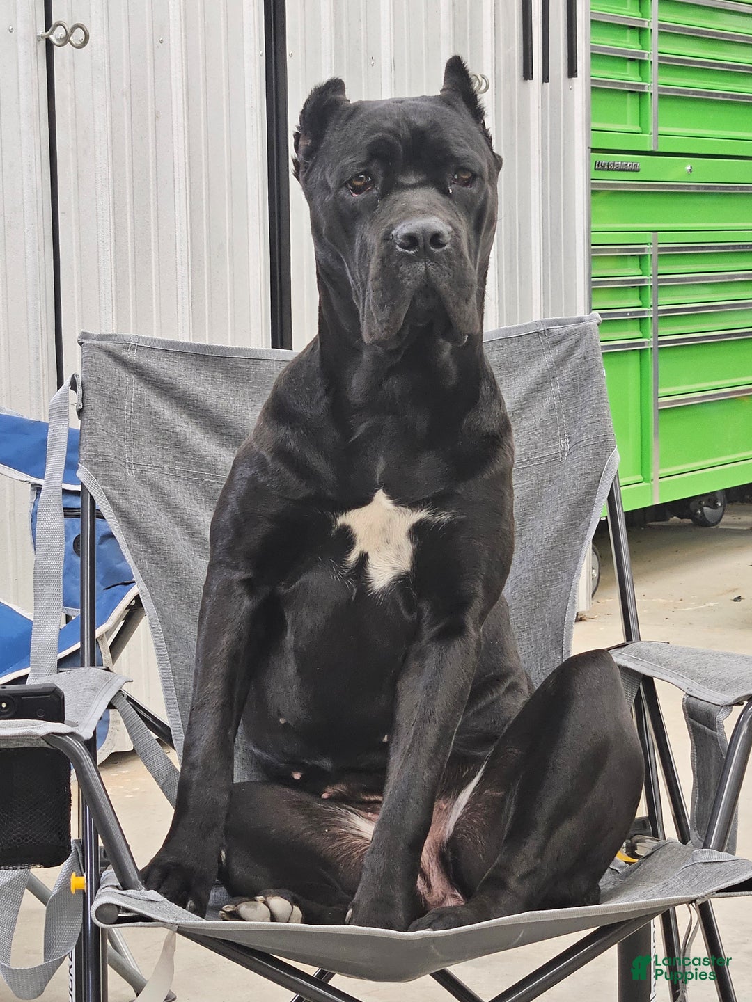 Cane Corso dogs for sale: Cane Corso Puppy 1 - Ad 6