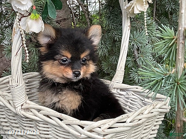 Pomeranian dogs Coffee - Ad 2