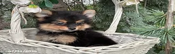 Pomeranian dogs for sale: Coffee - Ad 2