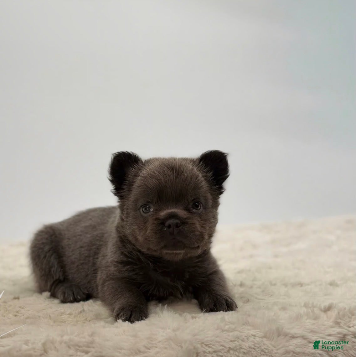 French Bulldog dogs 🐶 Meet Velvet – AKC Fluffy Female French Bulldog (Rare Coat) - Ad 42