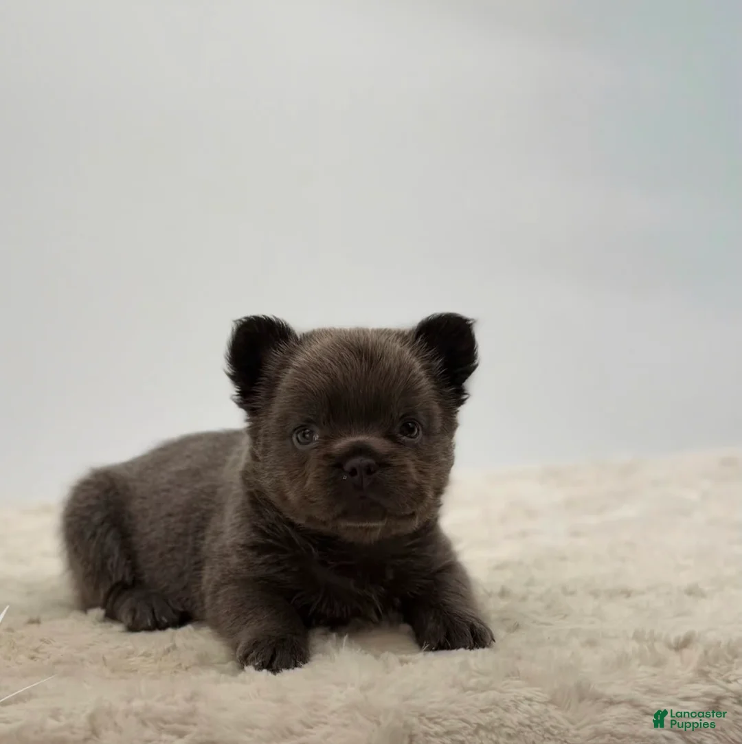 French Bulldog dogs for sale: 🐶 Meet Velvet – AKC Fluffy Female French Bulldog (Rare Coat) - Ad 1