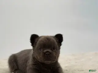 French Bulldog dogs 🐶 Meet Velvet – AKC Fluffy Female French Bulldog (Rare Coat) - Ad 42