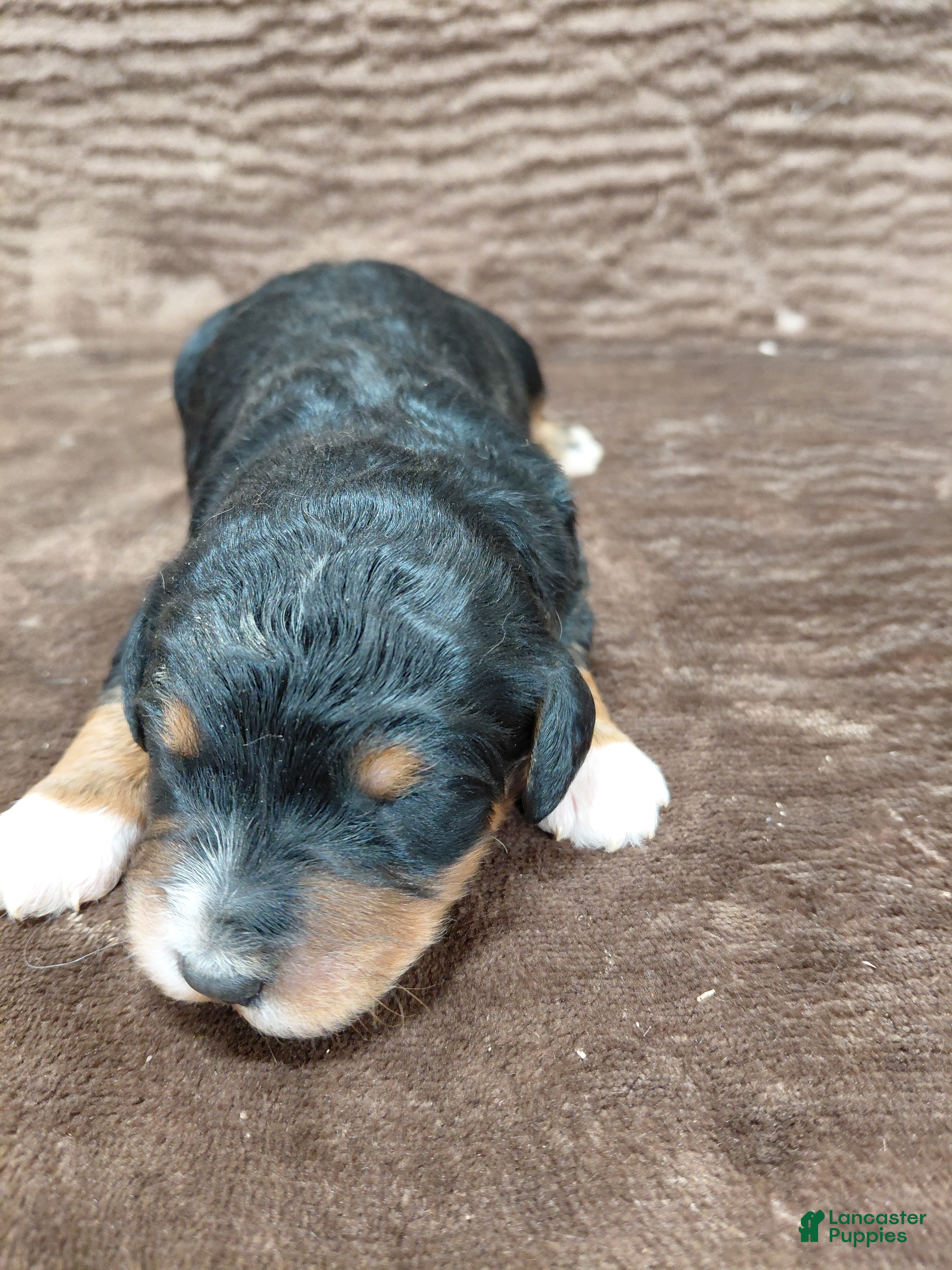 Bernedoodle dogs Bandit - Ad 8