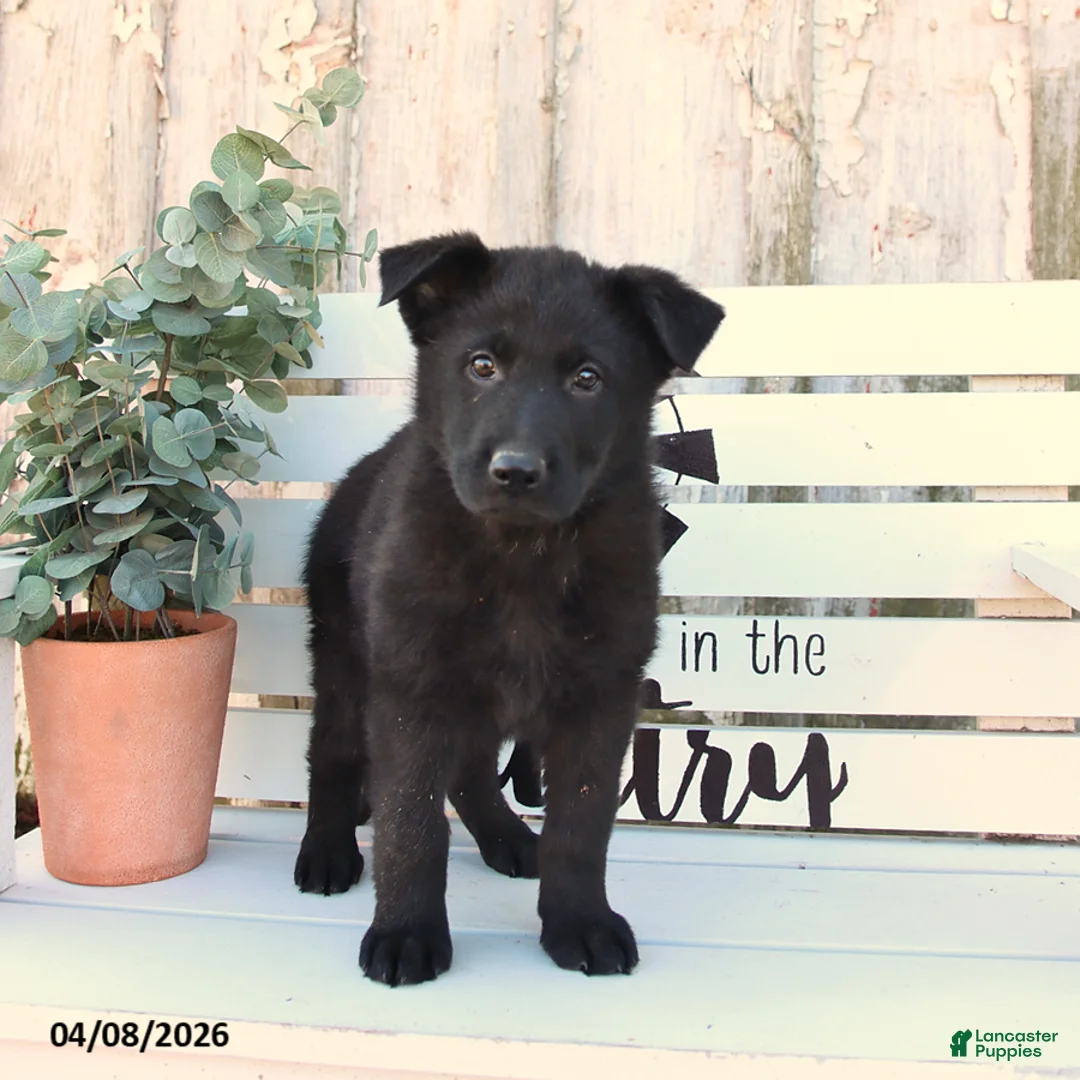 German Shepherd dogs for sale: Coco  - Ad 2