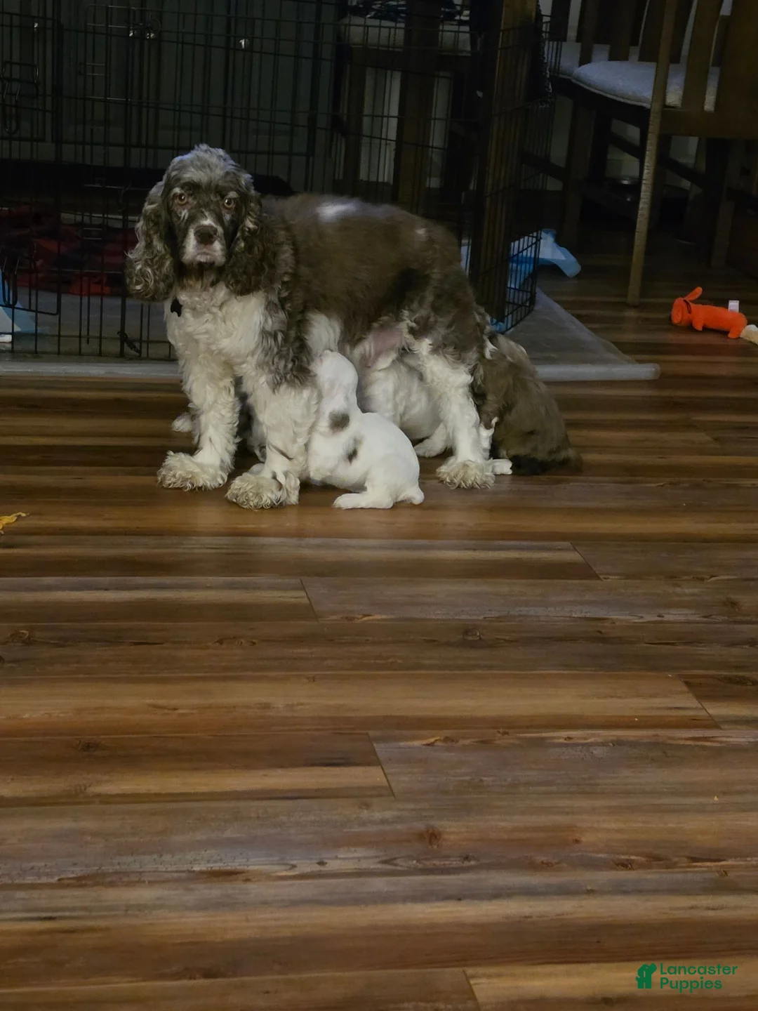 Cocker Spaniel dogs for sale: Cocker Spaniel 3 - Ad 4