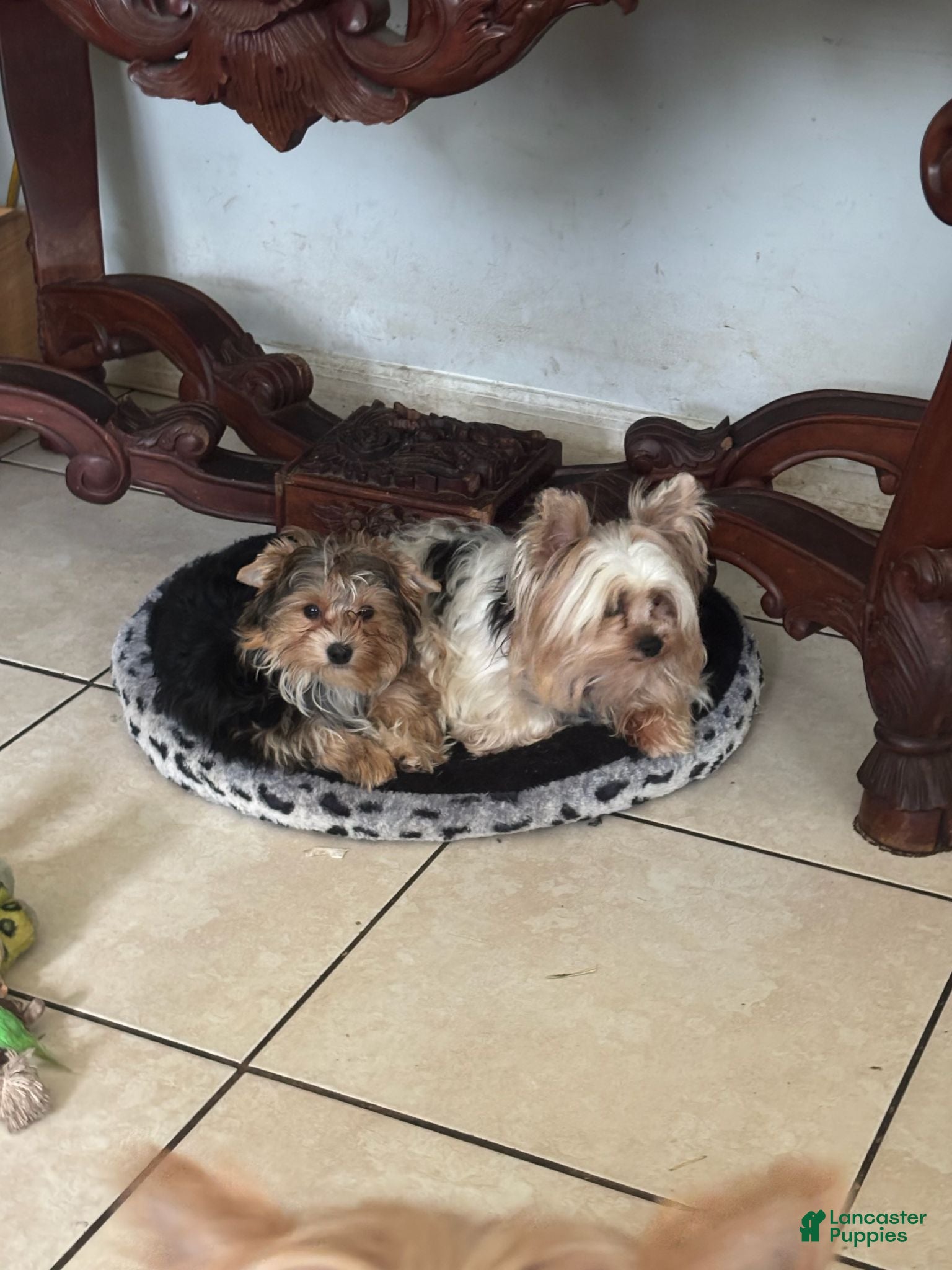 Yorkshire Terrier dogs Boy 1 - Ad 2