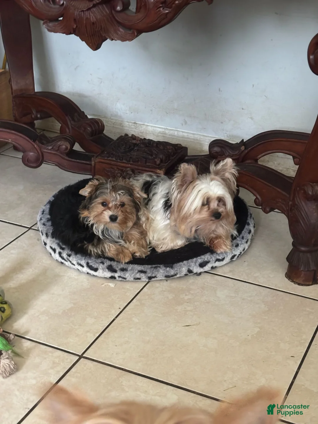 Yorkshire Terrier dogs for sale: Boy 2 - Ad 2