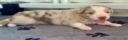 Australian Shepherd dogs for sale: Australian Shepherd 2 - Ad 5