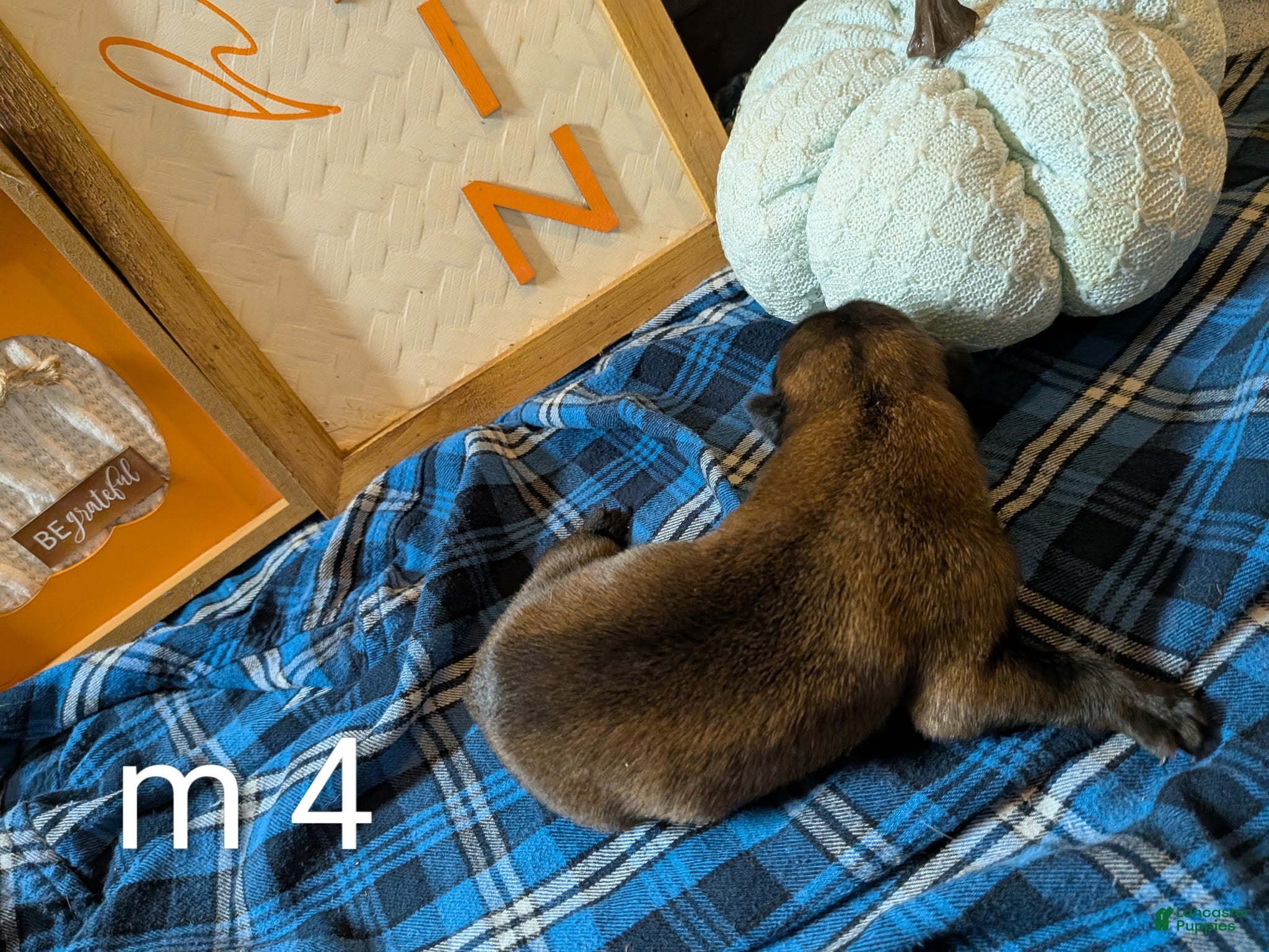 Belgian Malinois dogs Belgian Malinois Puppy 4 - Ad 30