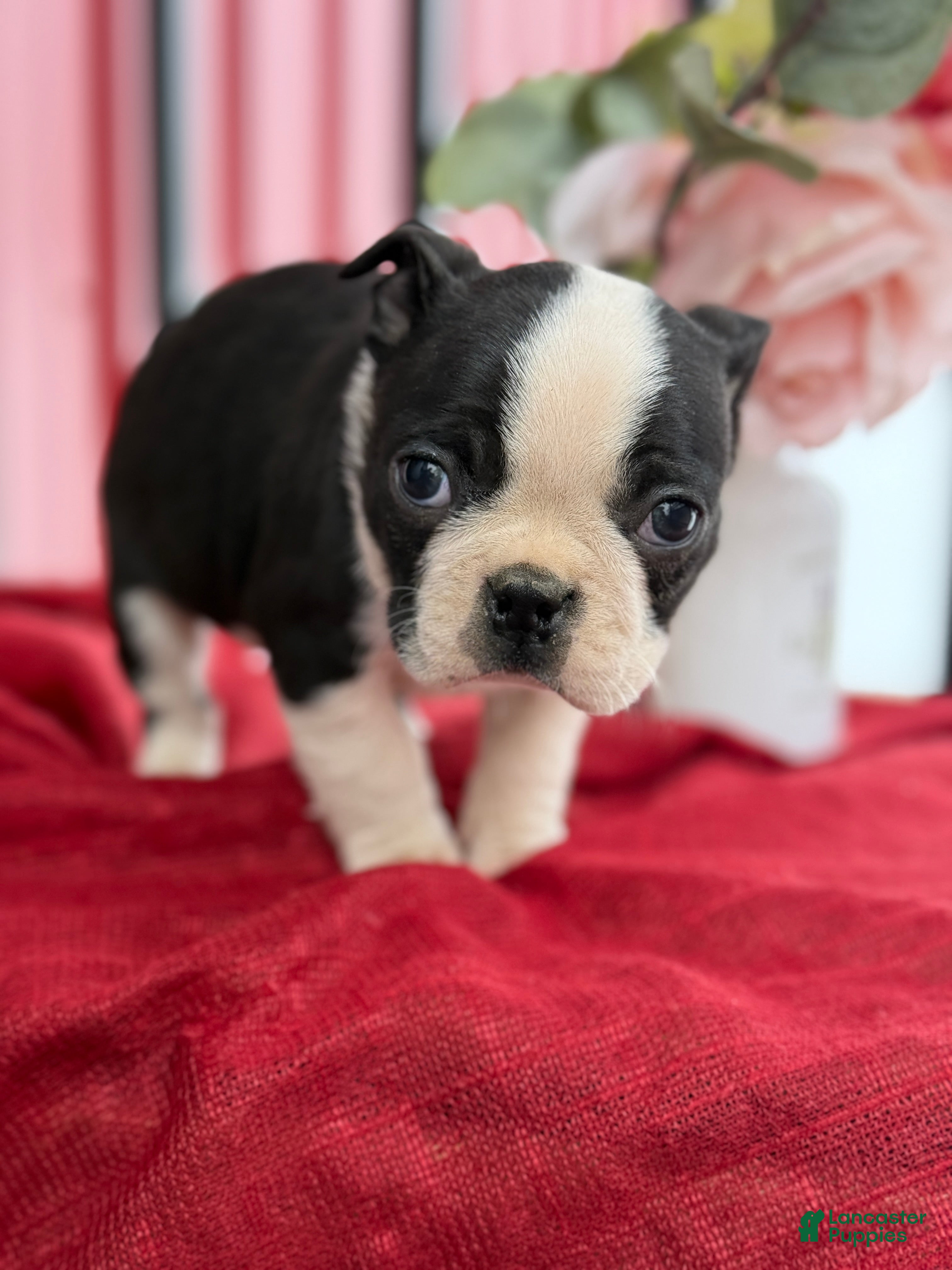Boston Terrier dogs for sale: Titus - Ad 1