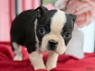 Boston Terrier dogs for sale: Titus - Ad 1