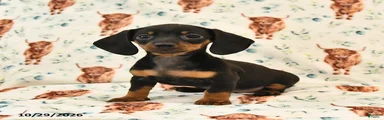 Tillie