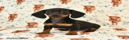 Miniature Dachshund dogs for sale: Tillie - Ad 1