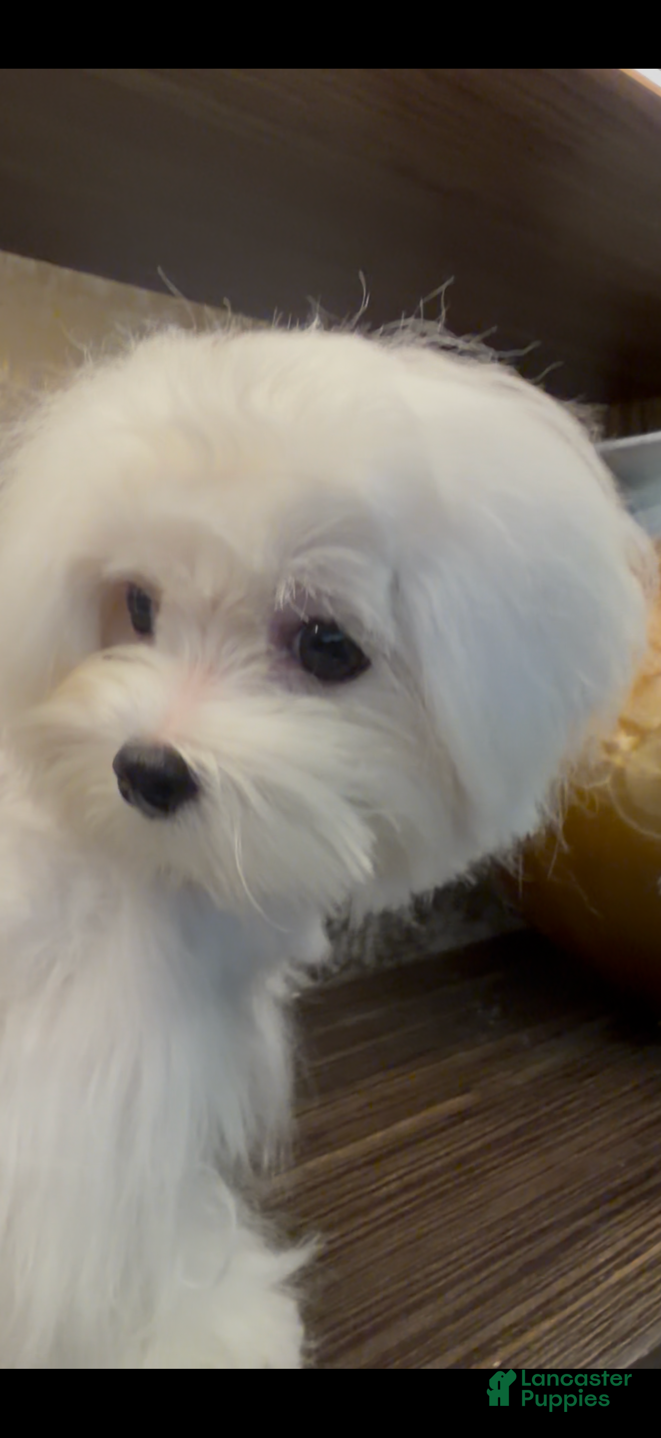 Maltese dogs Tobi - Ad 2