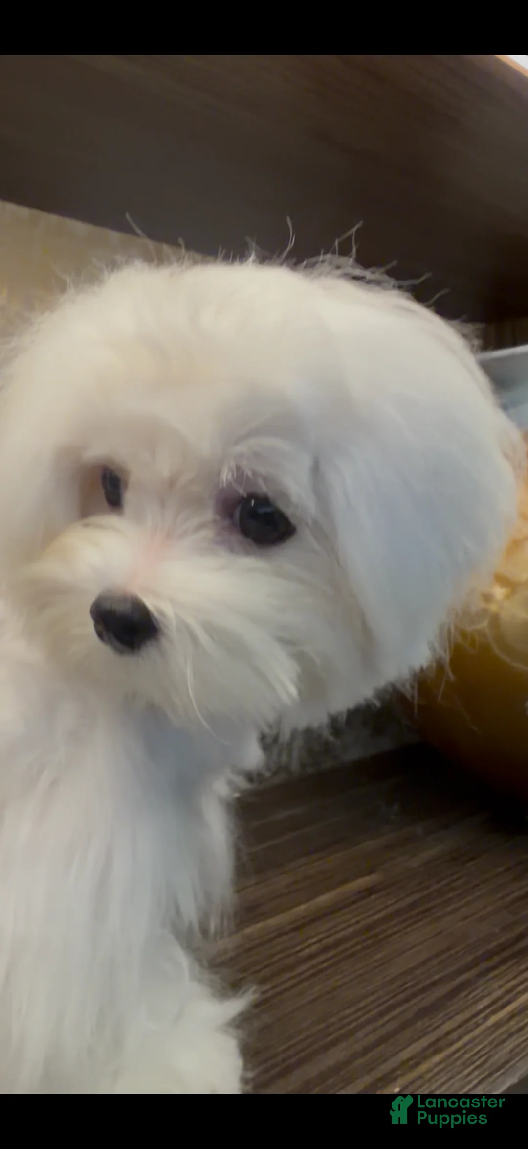 Maltese dogs for sale: Tobi - Ad 2