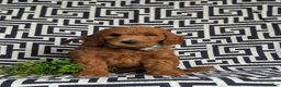 Mini Goldendoodle dogs for sale: Twain Hypoallergenic - Ad 2