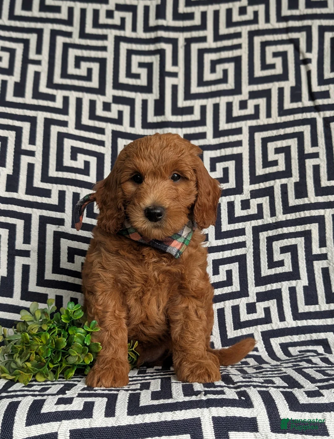Mini Goldendoodle dogs for sale: Twain Hypoallergenic - Ad 2