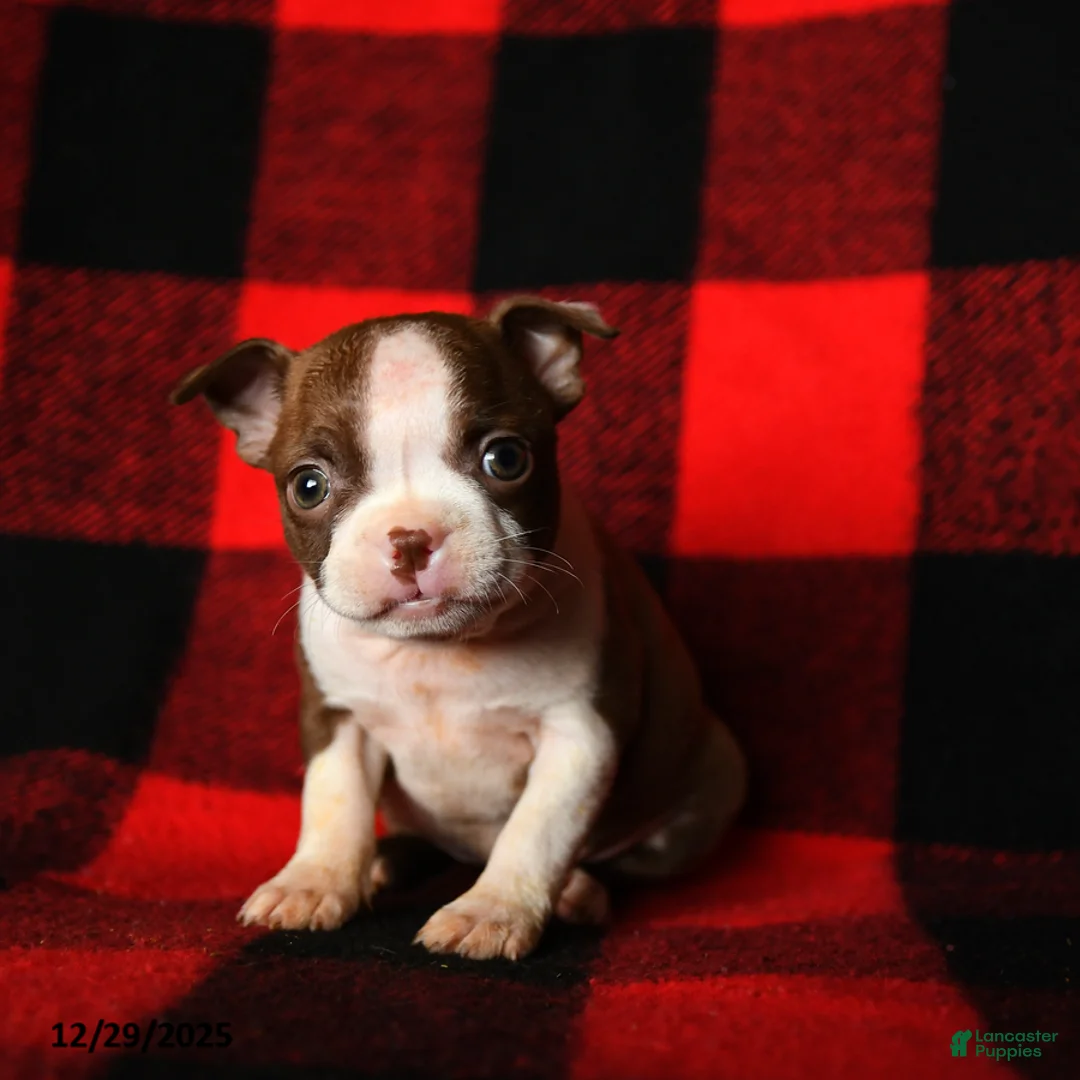 Boston Terrier dogs for sale: Luna  - Ad 5